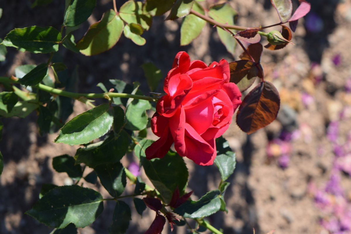 Роза Алекс Ред чайно-гибридная