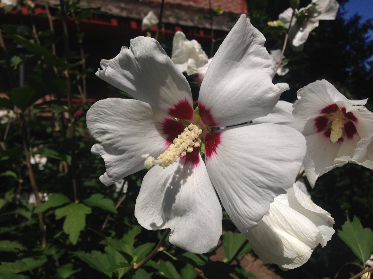 Роза Альянс чайно-гибридная, Imperial Rose - фото 2