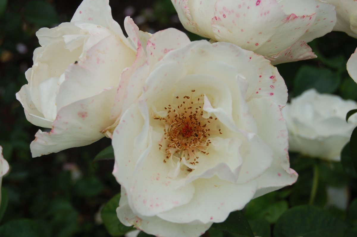 Роза Альянс чайно-гибридная, Imperial Rose - фото 3