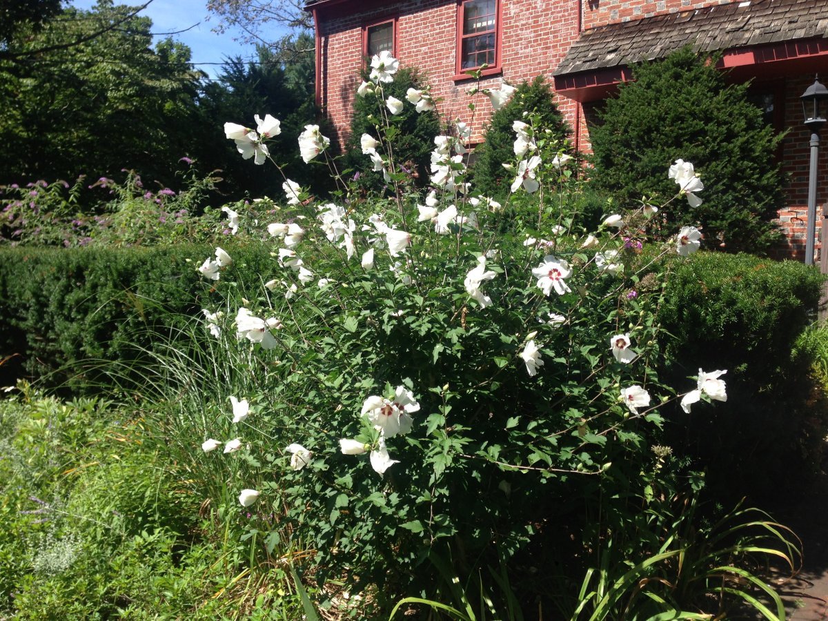 Роза Альянс чайно-гибридная, Imperial Rose