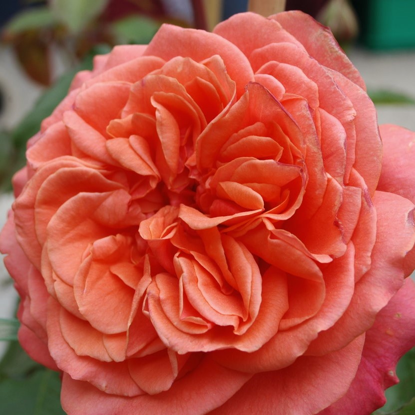 Роза парковая Эмильен Гийо