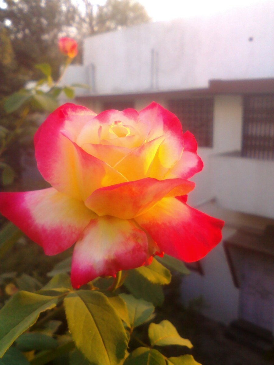 Роза Опус чайно-гибридная Imperial Rose