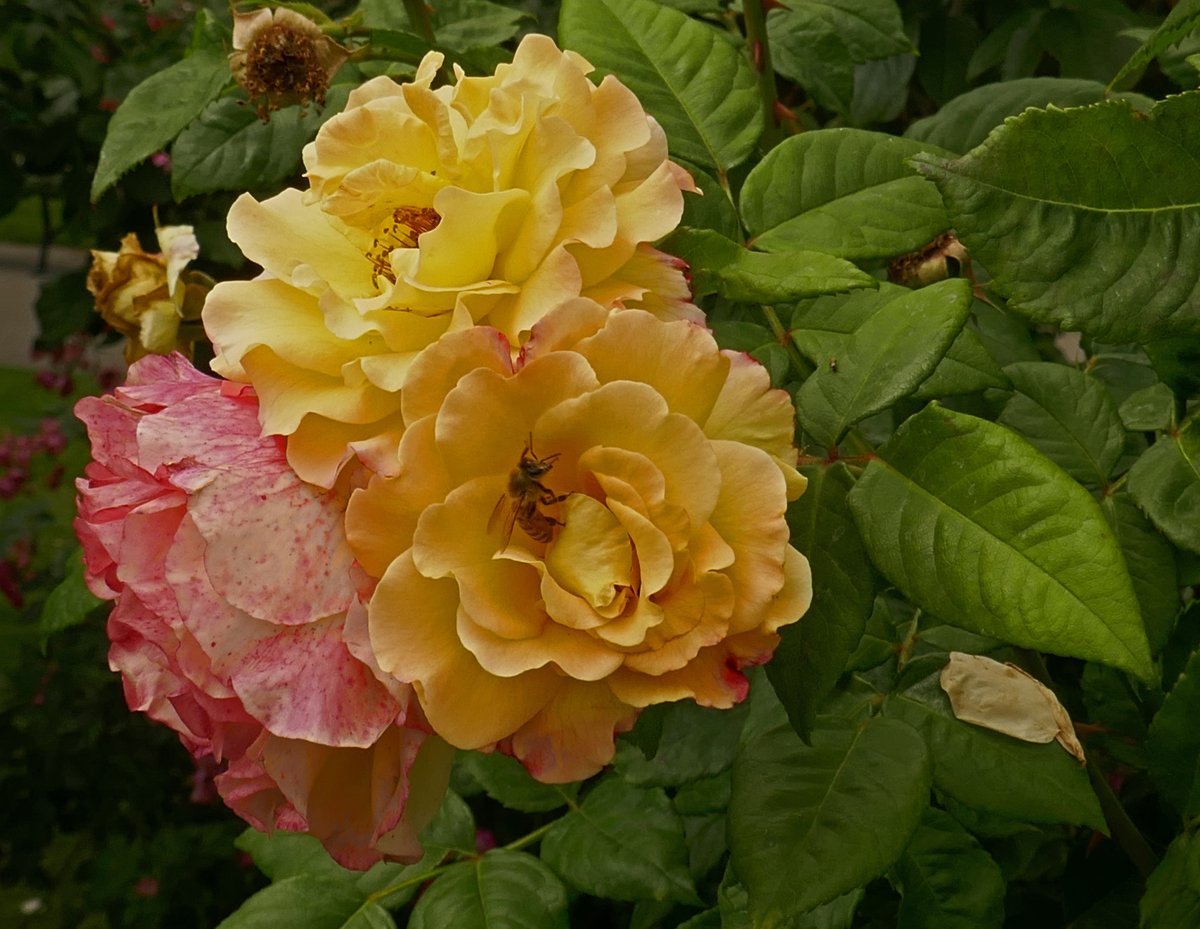 Роза Акварель чайно-гибридная