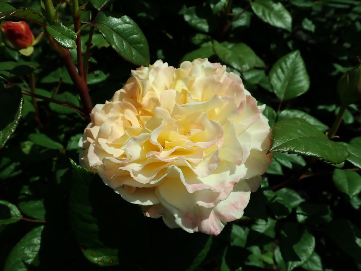 Роза Акварель чайно-гибридная - фото 7