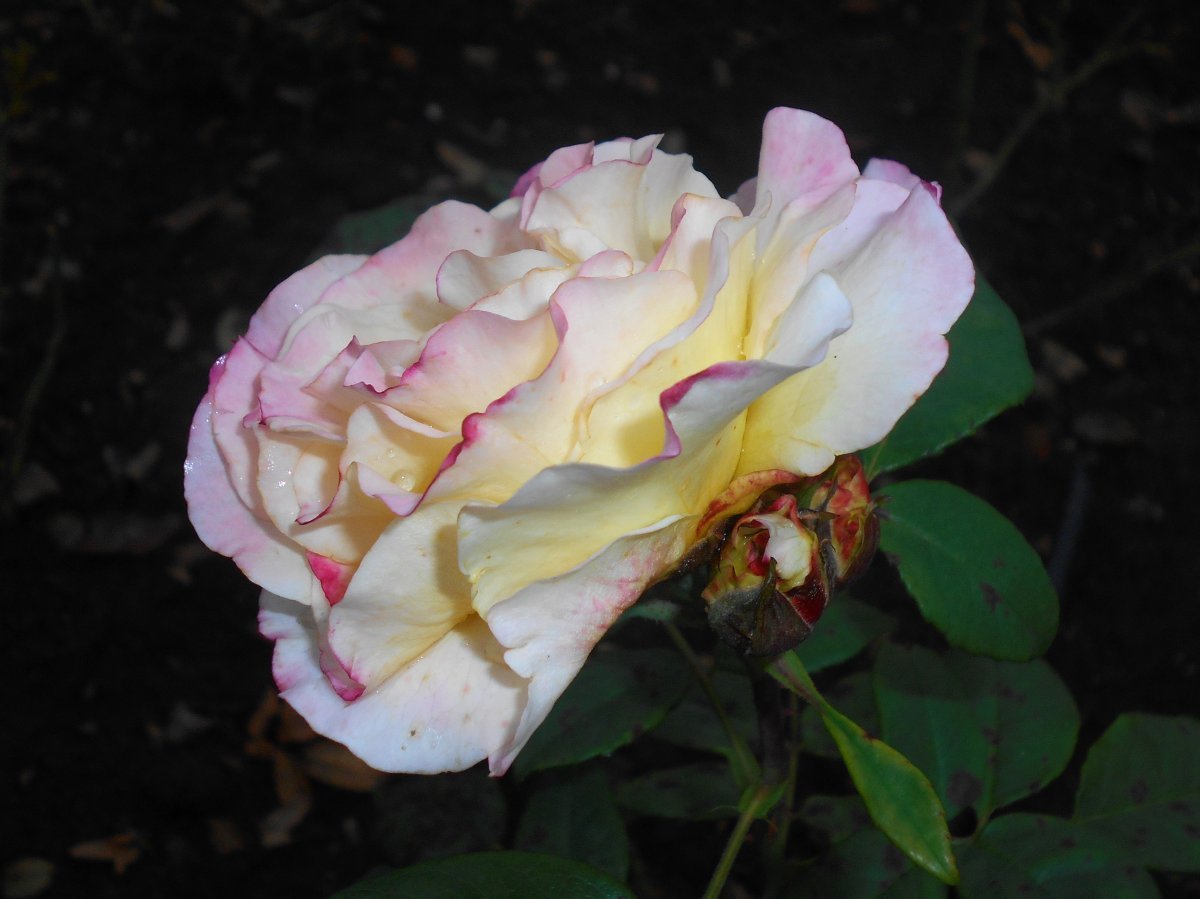 Роза Акварель чайно-гибридная - фото 4