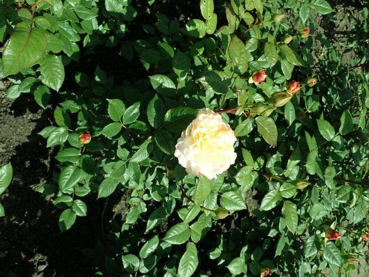 Роза Акварель чайно-гибридная - фото 6