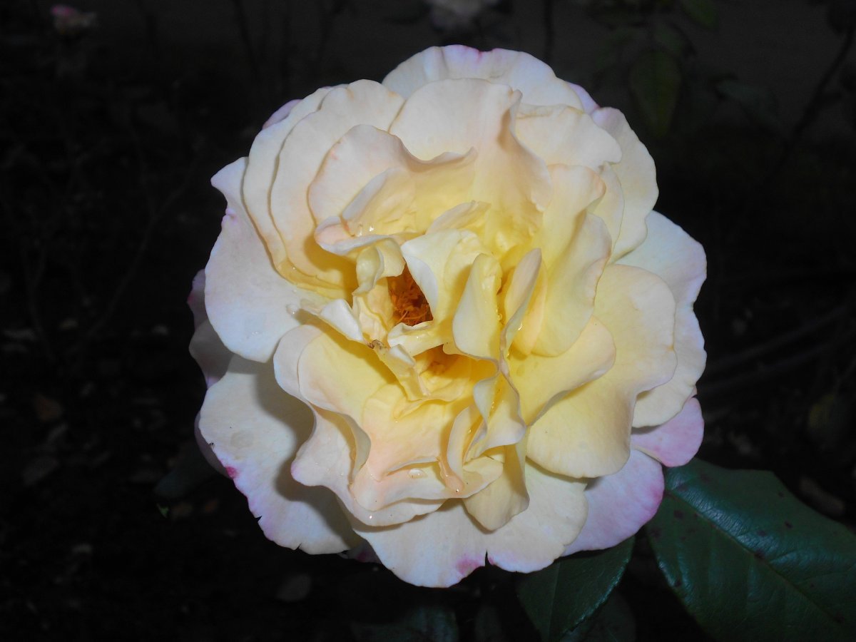 Роза Акварель чайно-гибридная - фото 3