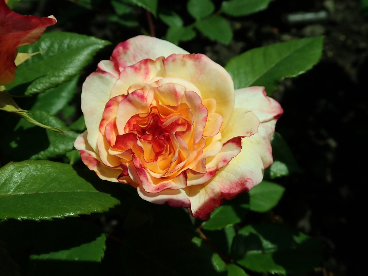 Роза Акварель чайно-гибридная - фото 9