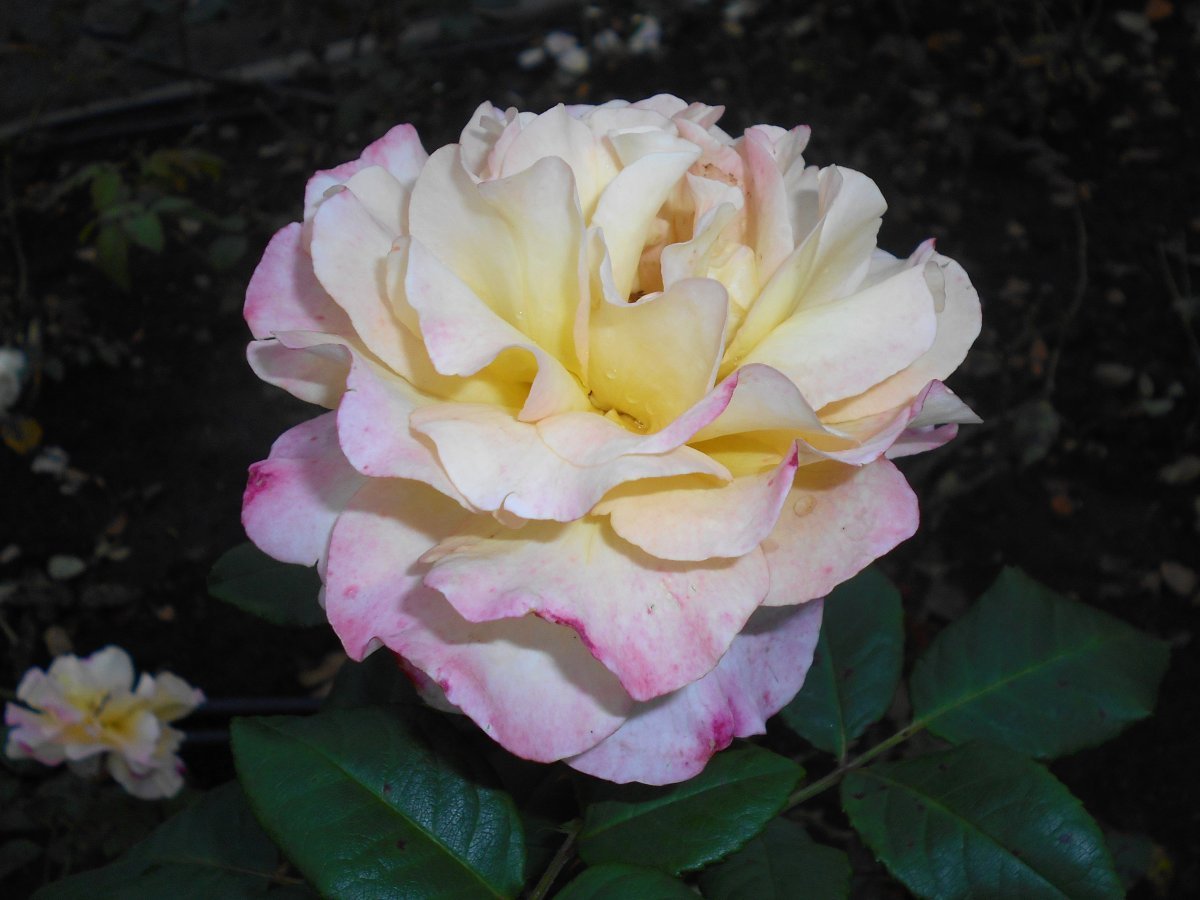 Роза Акварель чайно-гибридная - фото 5