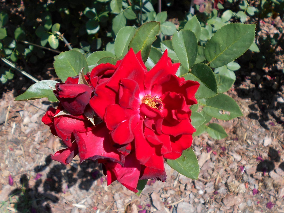 Роза Баркароле чайно-гибридная - фото 4