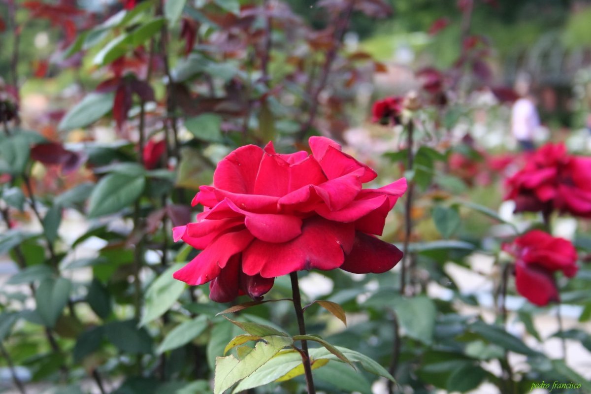 Роза Баркароле чайно-гибридная - фото 2