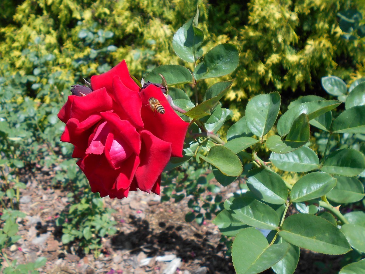 Роза Баркароле чайно-гибридная - фото 6