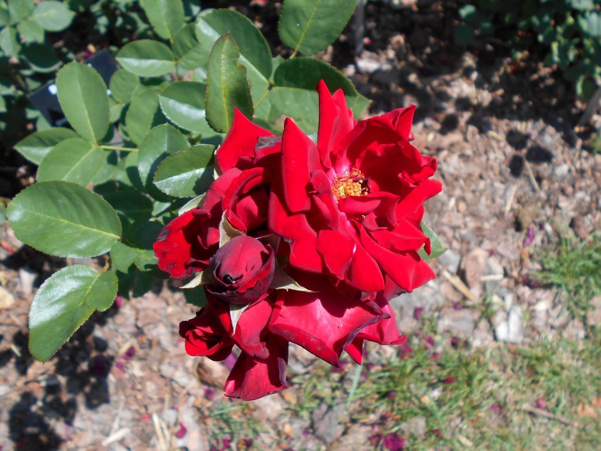 Роза Баркароле чайно-гибридная - фото 5