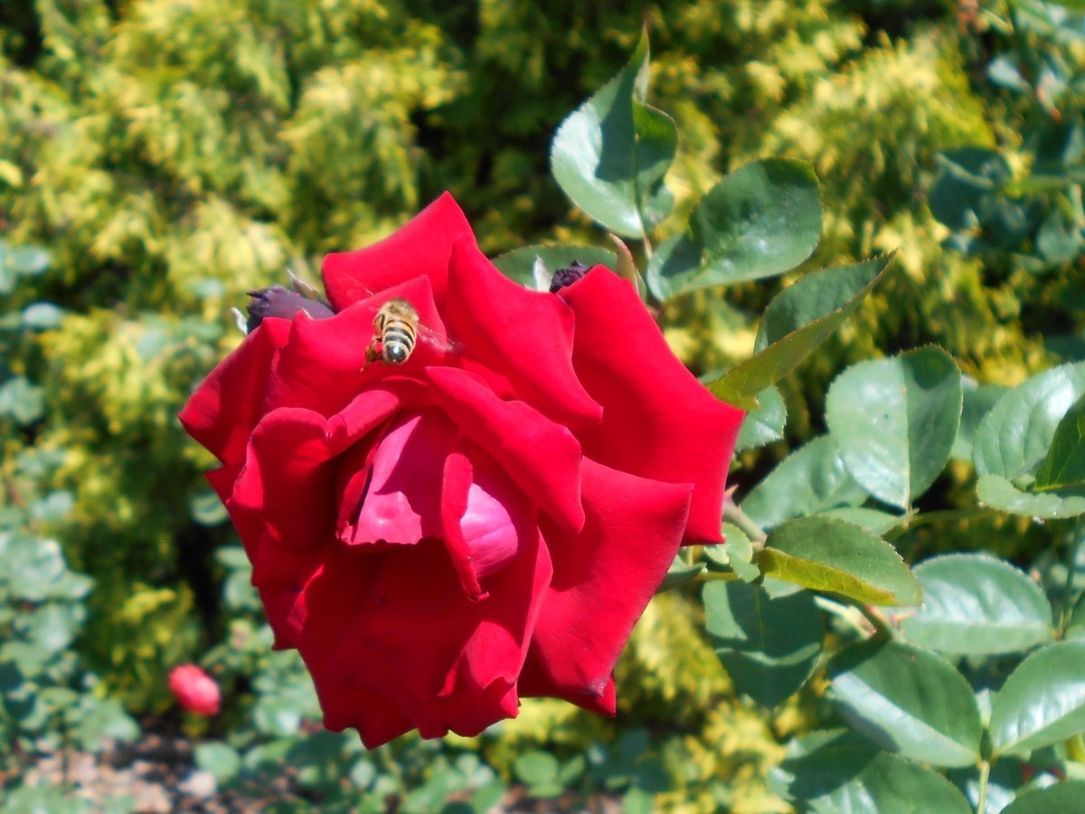 Роза Баркароле чайно-гибридная - фото 7