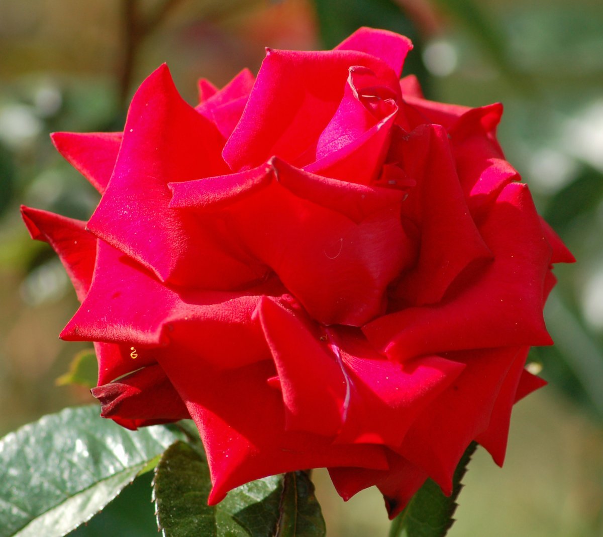 Роза Блэк Мэджик чайно-гибридная - фото 2