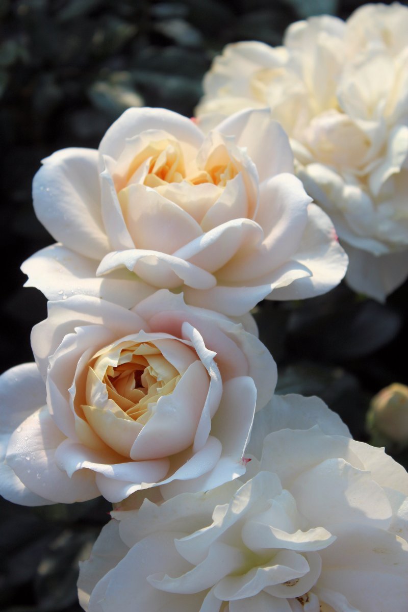 Роза Лион чайно-гибридная, Imperial Rose