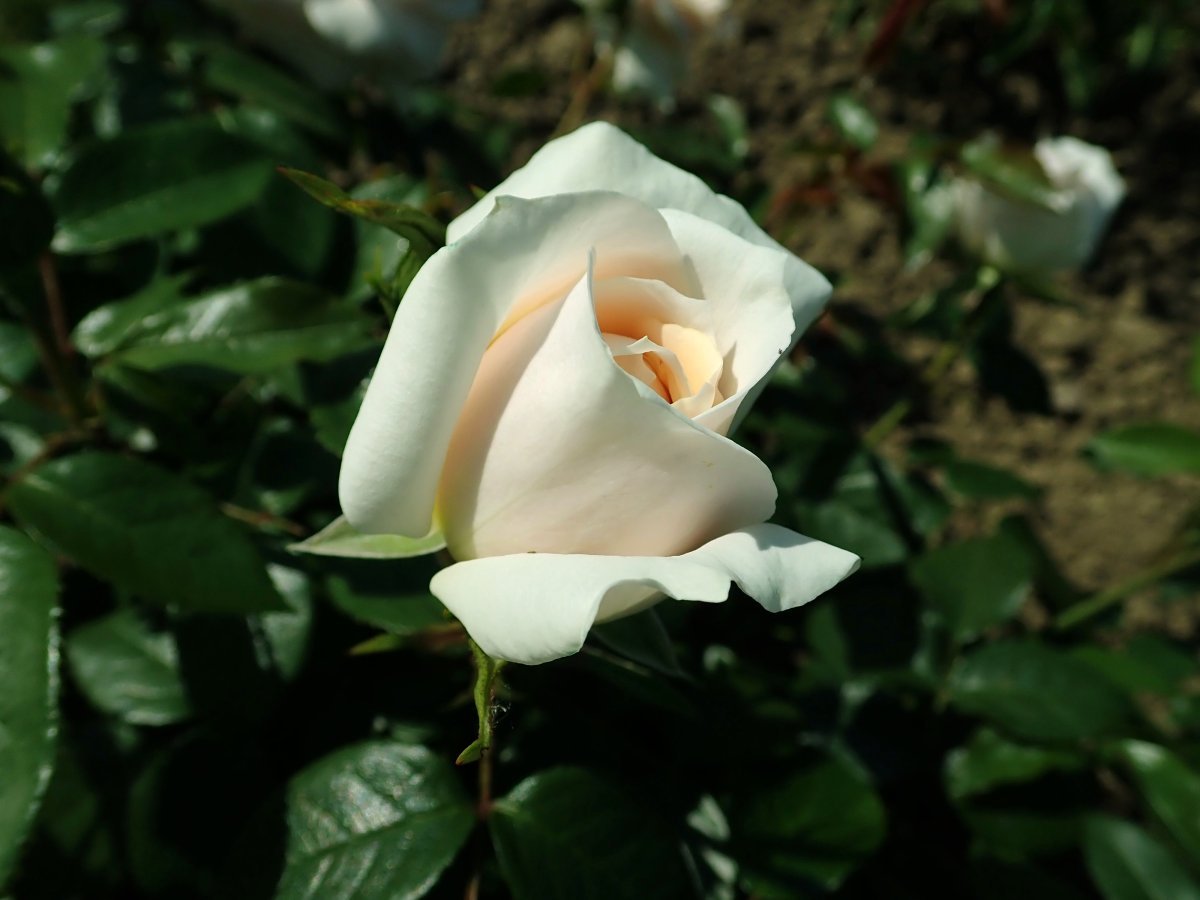 Роза Лион чайно-гибридная, Imperial Rose - фото 8