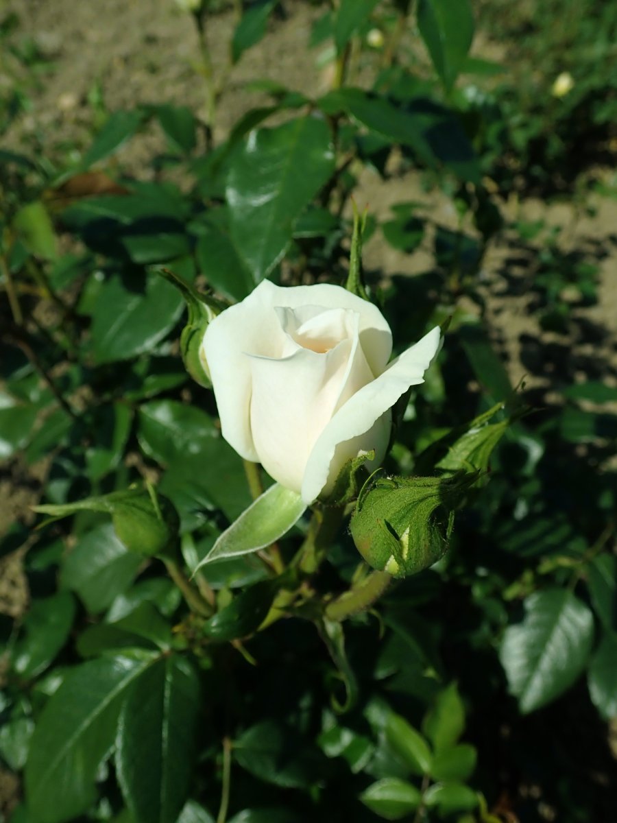 Роза Лион чайно-гибридная, Imperial Rose - фото 9