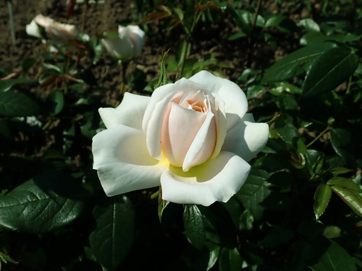 Роза Лион чайно-гибридная, Imperial Rose - фото 7