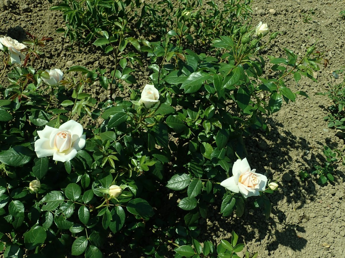 Роза Лион чайно-гибридная, Imperial Rose - фото 5