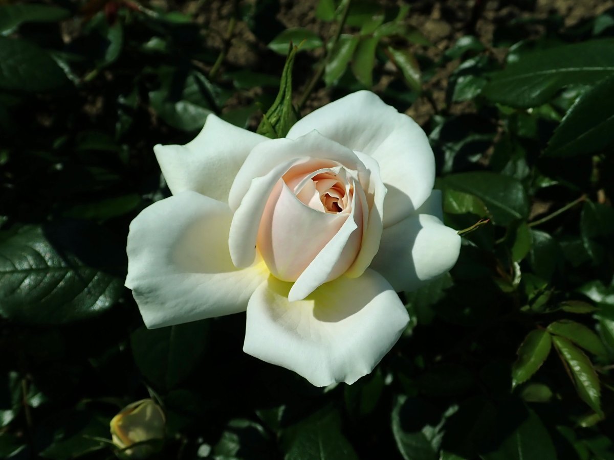 Роза Лион чайно-гибридная, Imperial Rose - фото 6