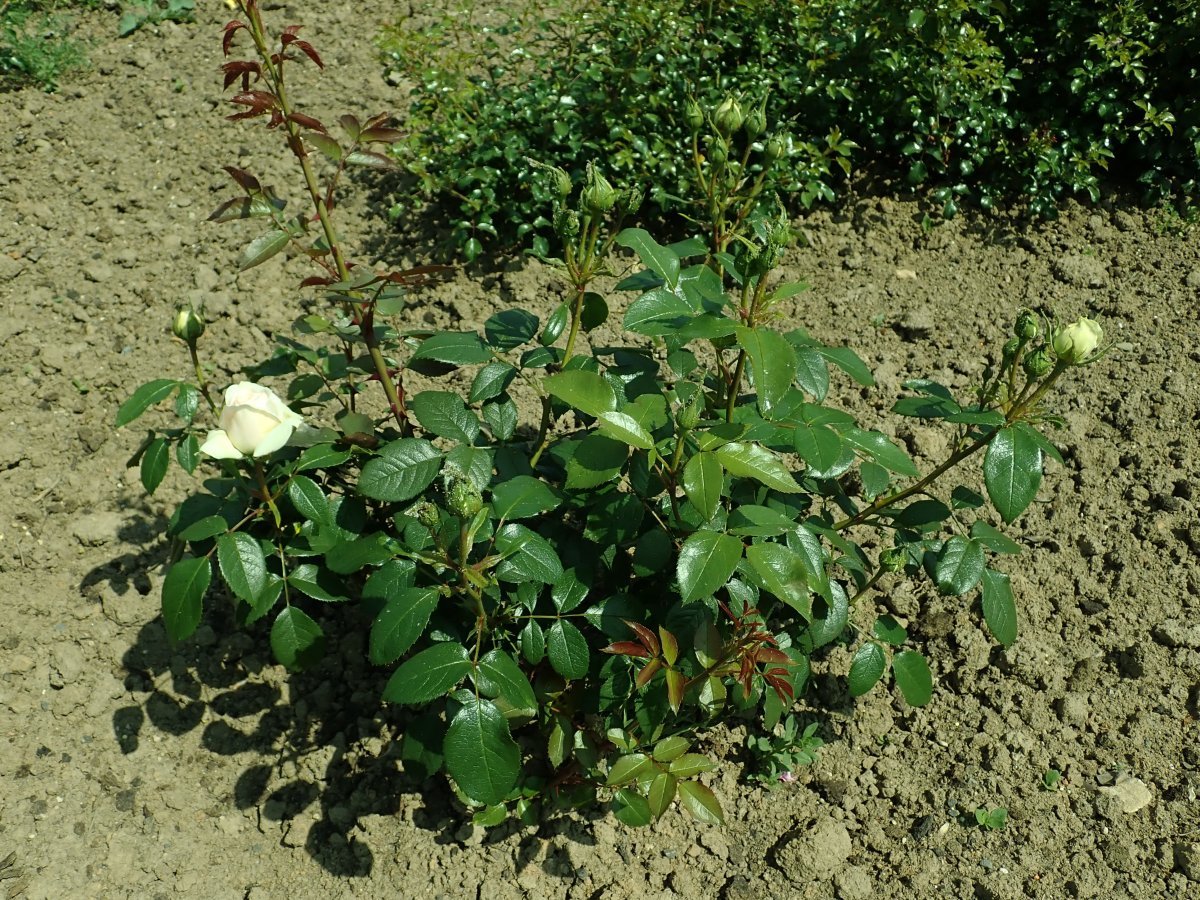 Роза Лион чайно-гибридная, Imperial Rose - фото 4