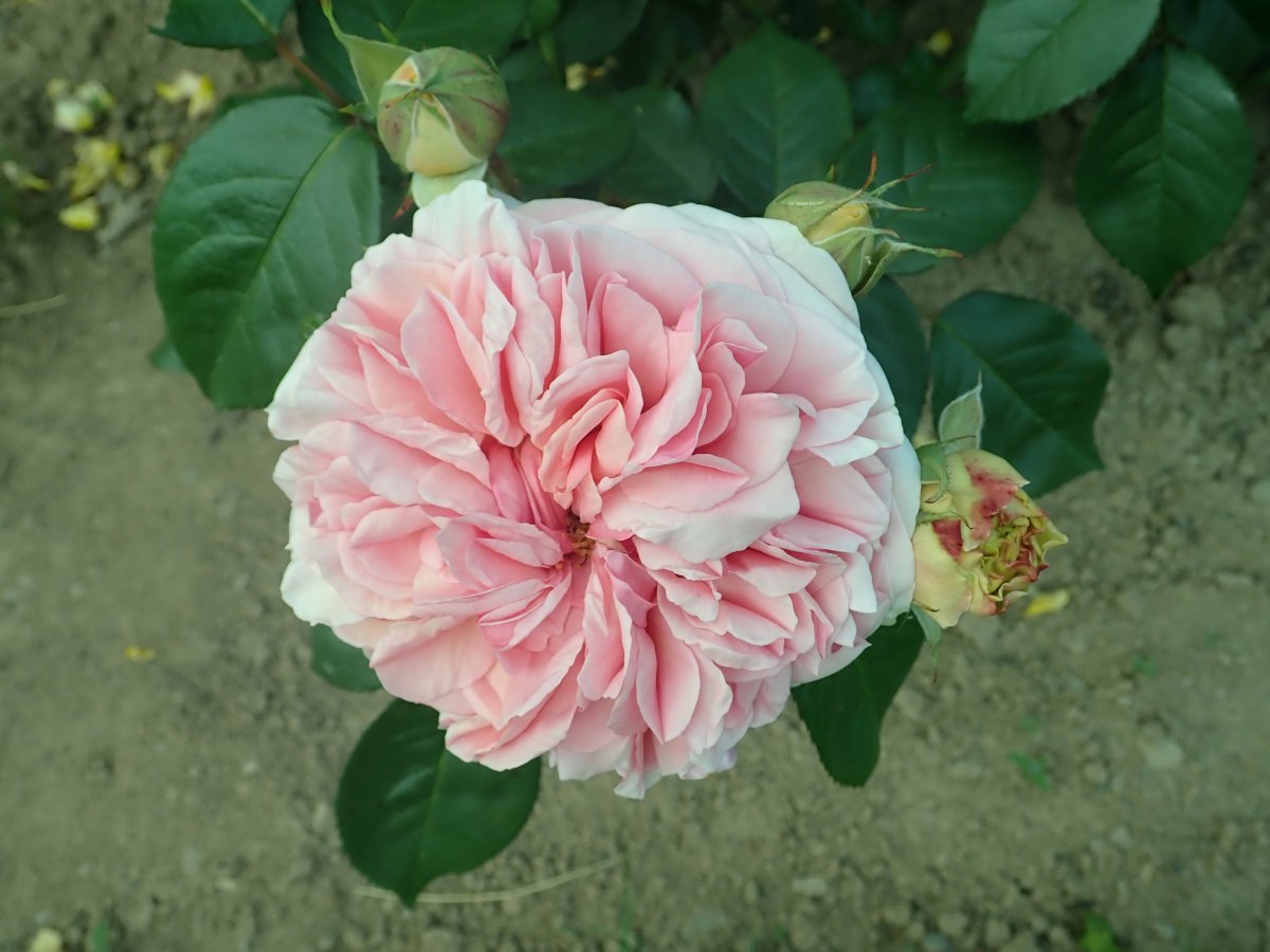 Роза Чипендейл - фото 10