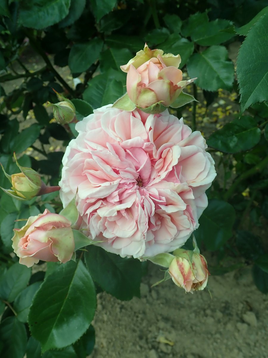 Роза Чипендейл - фото 9