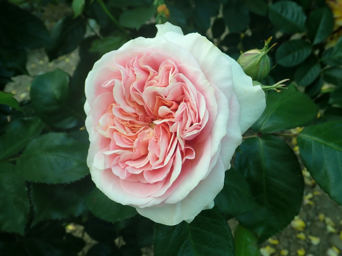 Роза Чипендейл - фото 8