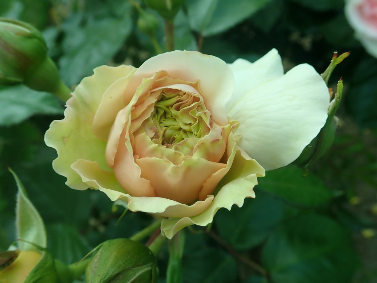 Роза Чипендейл - фото 6