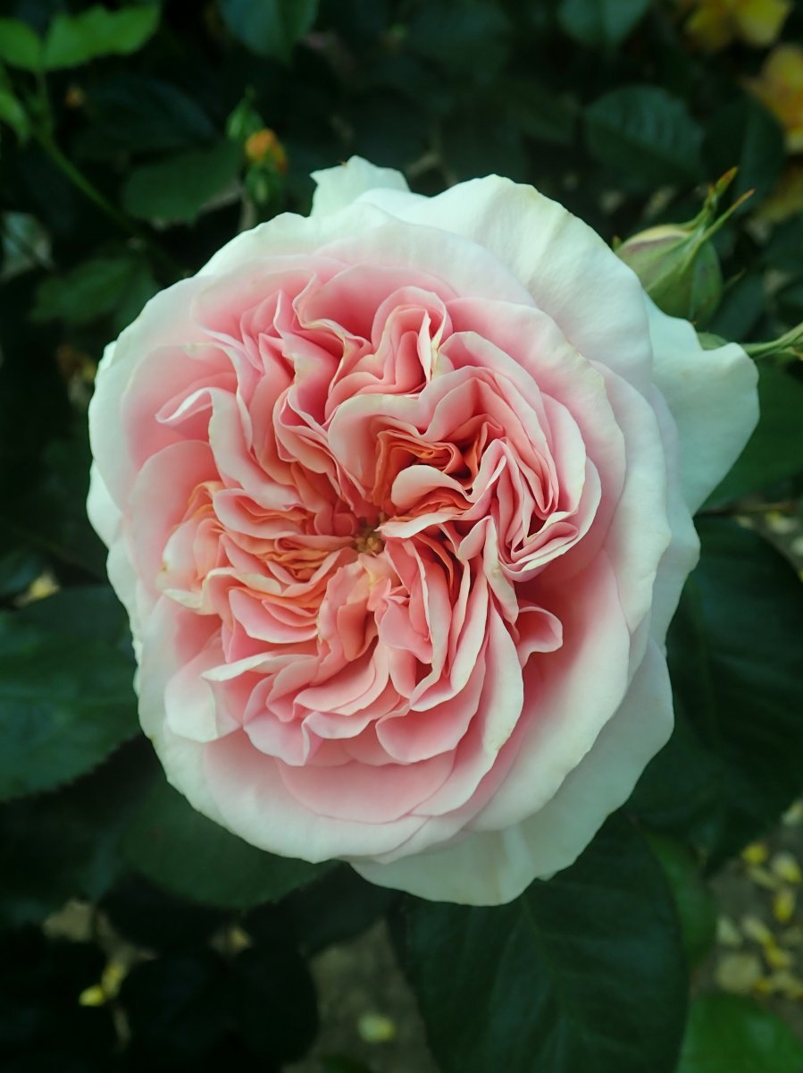 Роза Чипендейл - фото 7