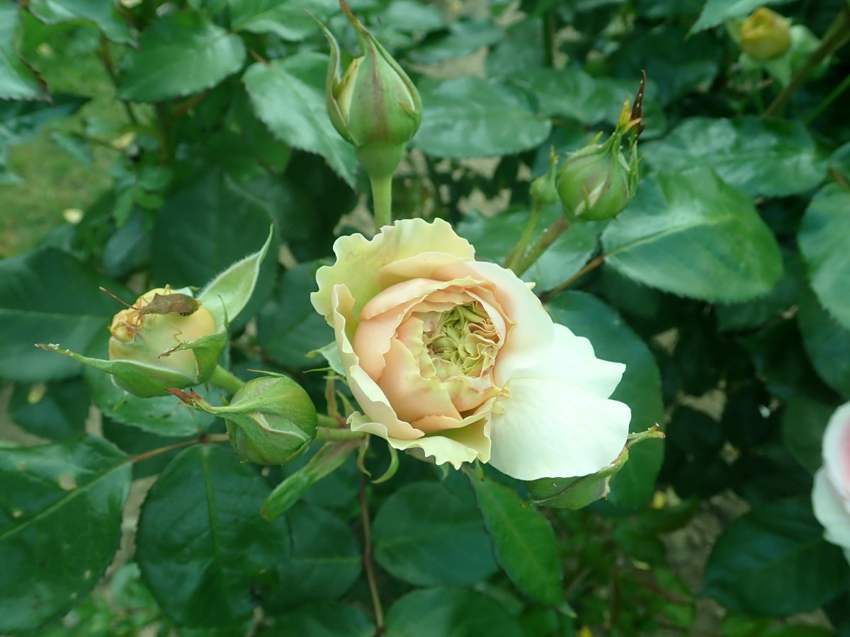 Роза Чипендейл - фото 5