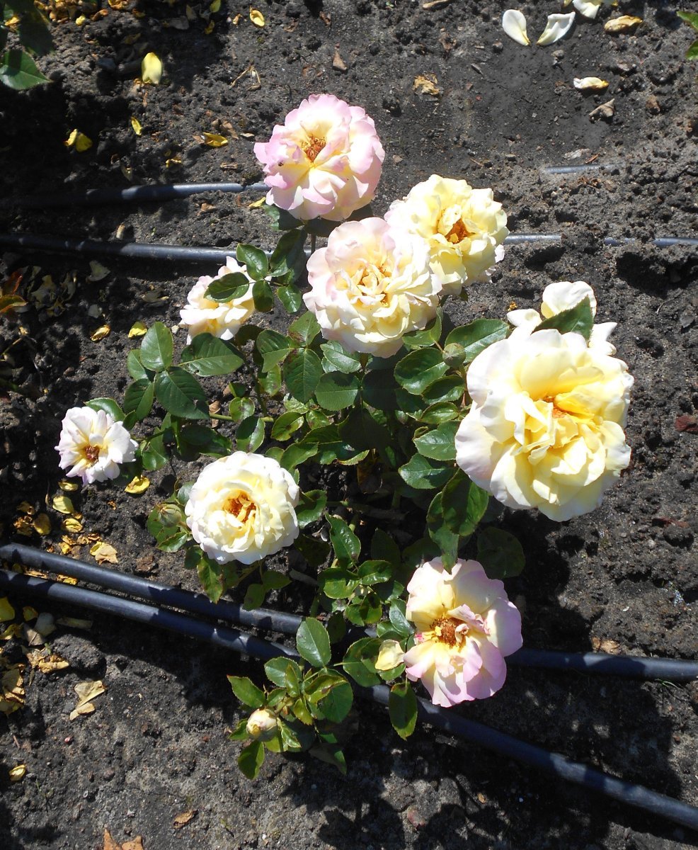 Роза Глория Дей чайно-гибридная - фото 10