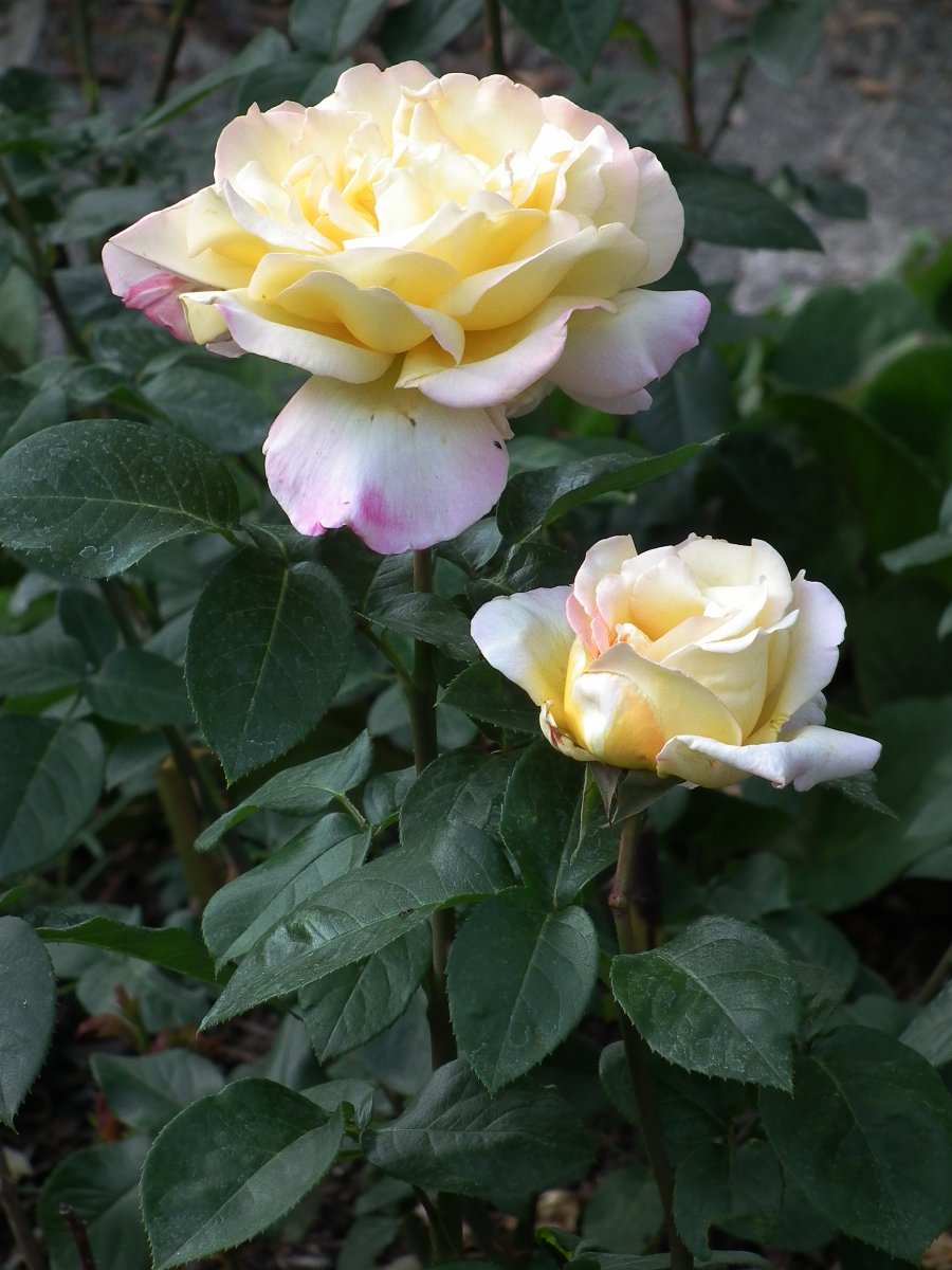 Роза Глория Дей чайно-гибридная - фото 3