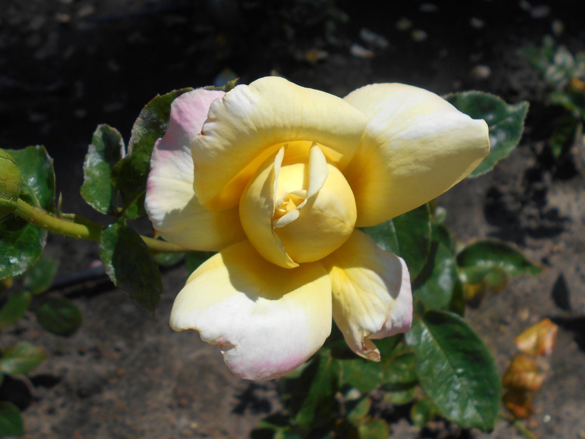 Роза Глория Дей чайно-гибридная - фото 8