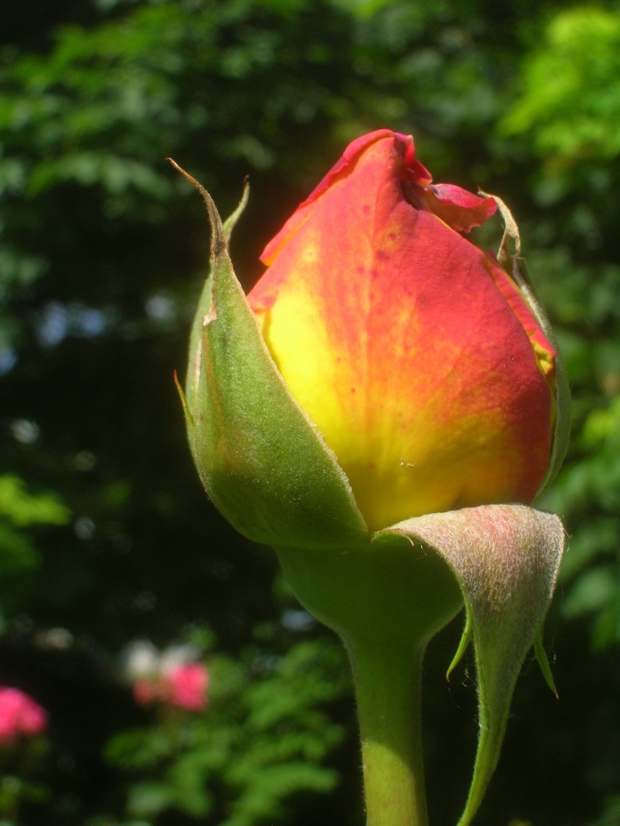 Роза Глория Дей чайно-гибридная - фото 5