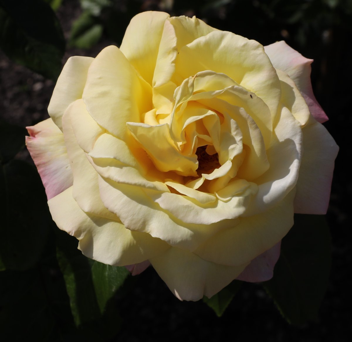 Роза Глория Дей чайно-гибридная - фото 4