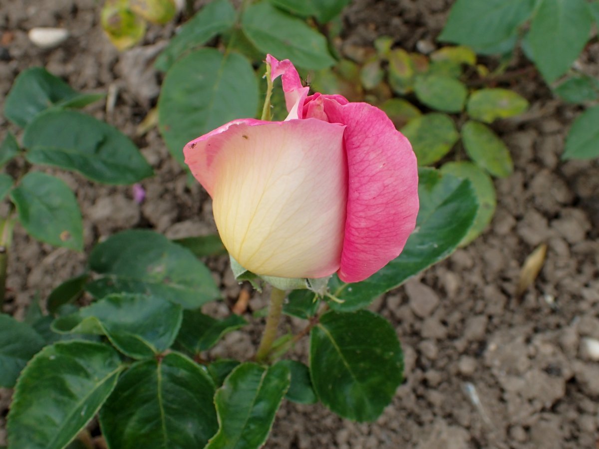 Роза Глория Дей чайно-гибридная - фото 7