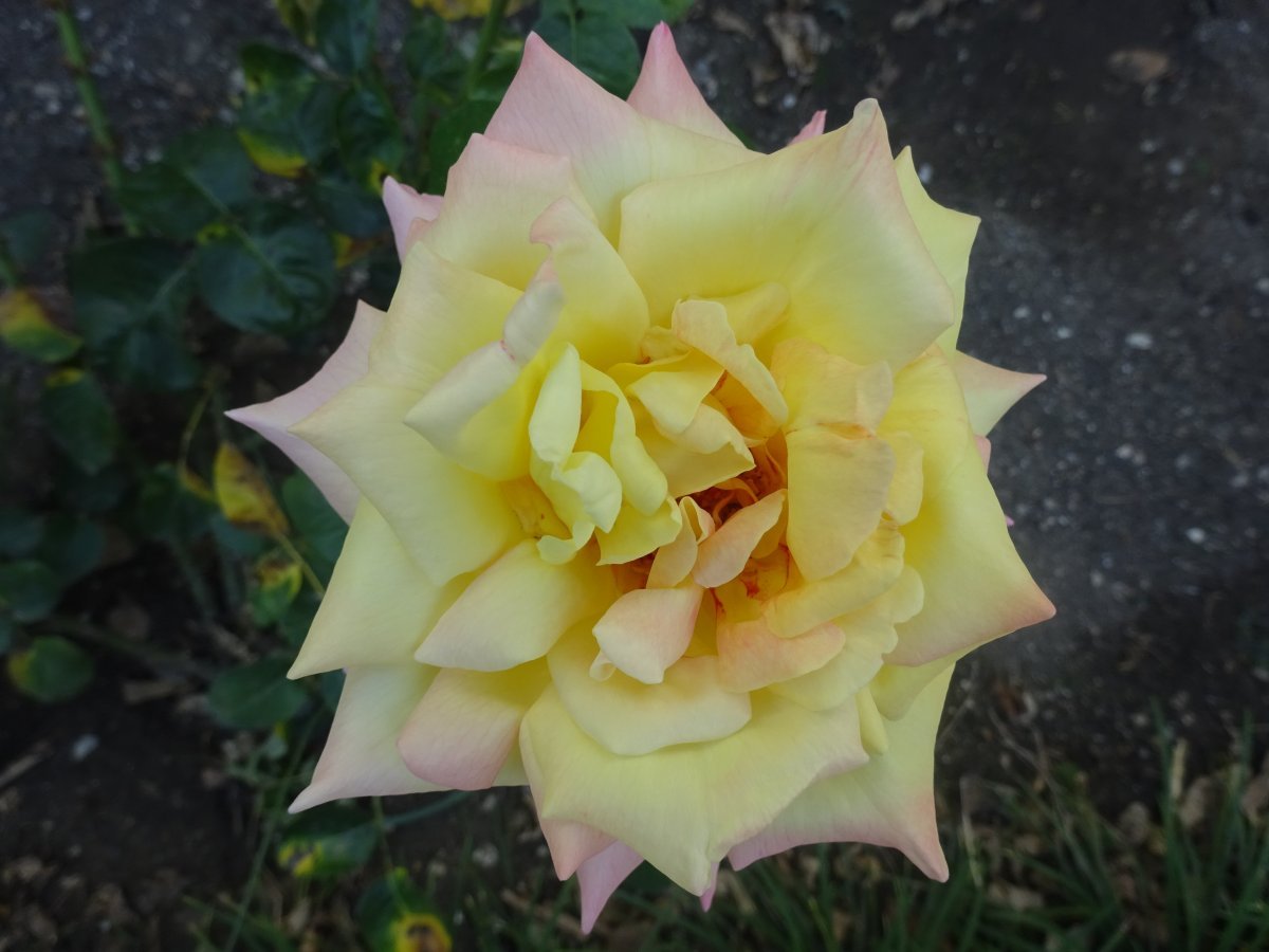 Роза Глория Дей чайно-гибридная - фото 6