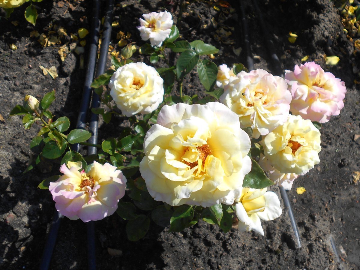 Роза Глория Дей чайно-гибридная - фото 9