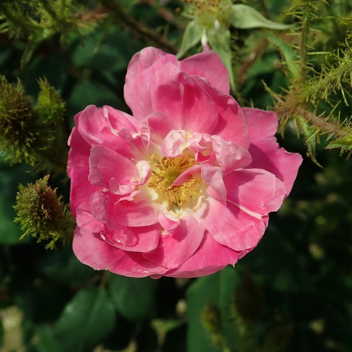 Роза Гете Роуз чайно-гибридная - фото 2