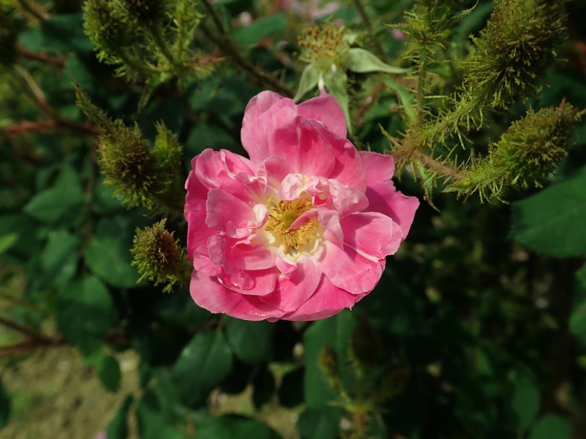 Роза Гете Роуз чайно-гибридная