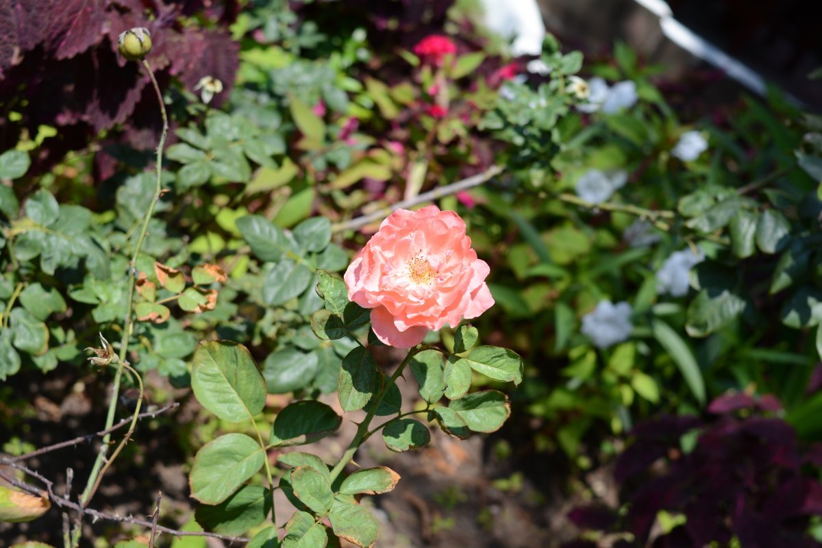 Роза Гете Роуз чайно-гибридная - фото 4