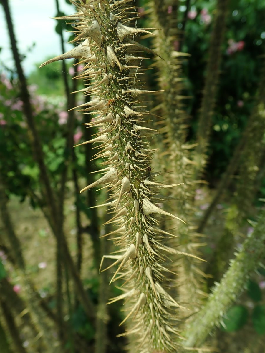 Роза Гете Роуз чайно-гибридная - фото 3