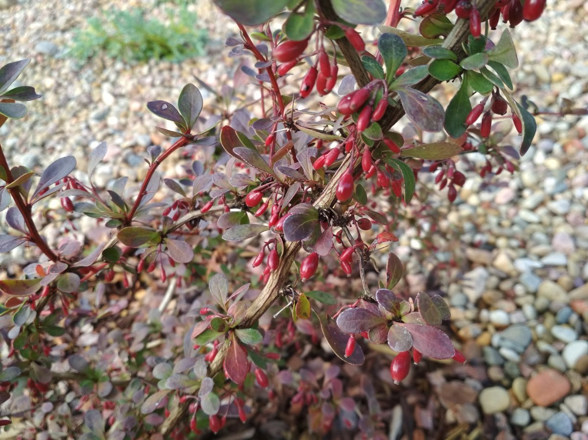 Барбарис тунберга Голден Ринг - фото 3