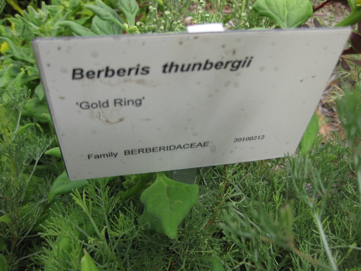 Барбарис тунберга Голден Ринг - фото 4