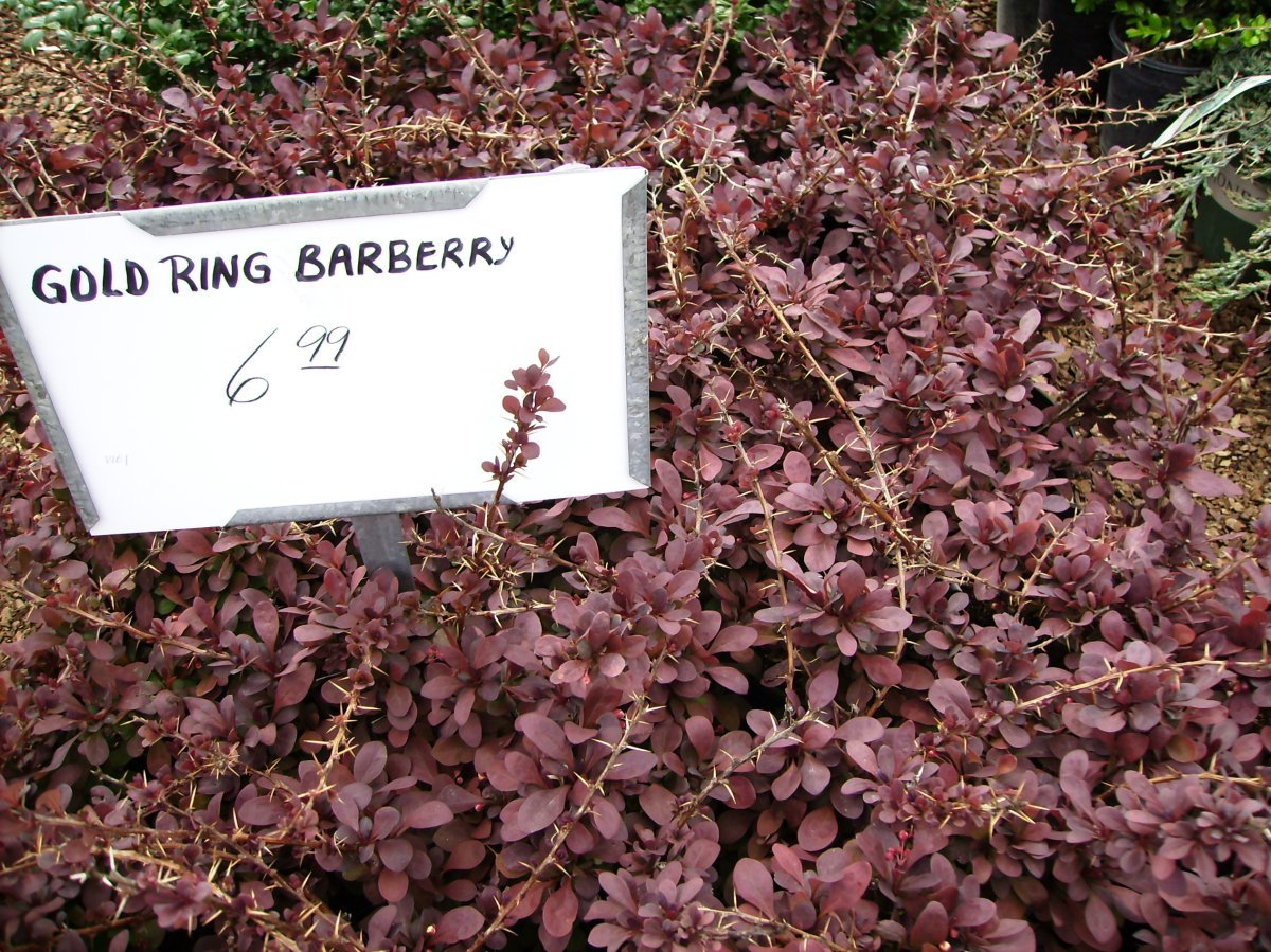 Барбарис тунберга Голден Ринг - фото 2