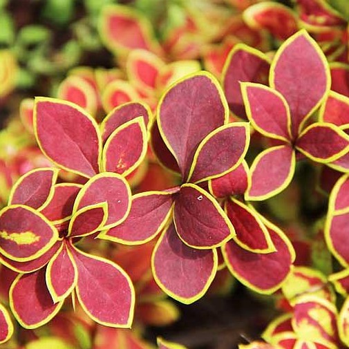 Барбарис тунберга Голден Ринг