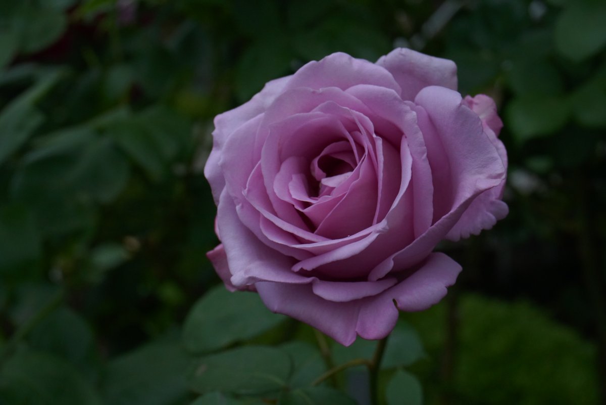 Роза Майнцер Фастнахт чайно-гибридная - фото 6