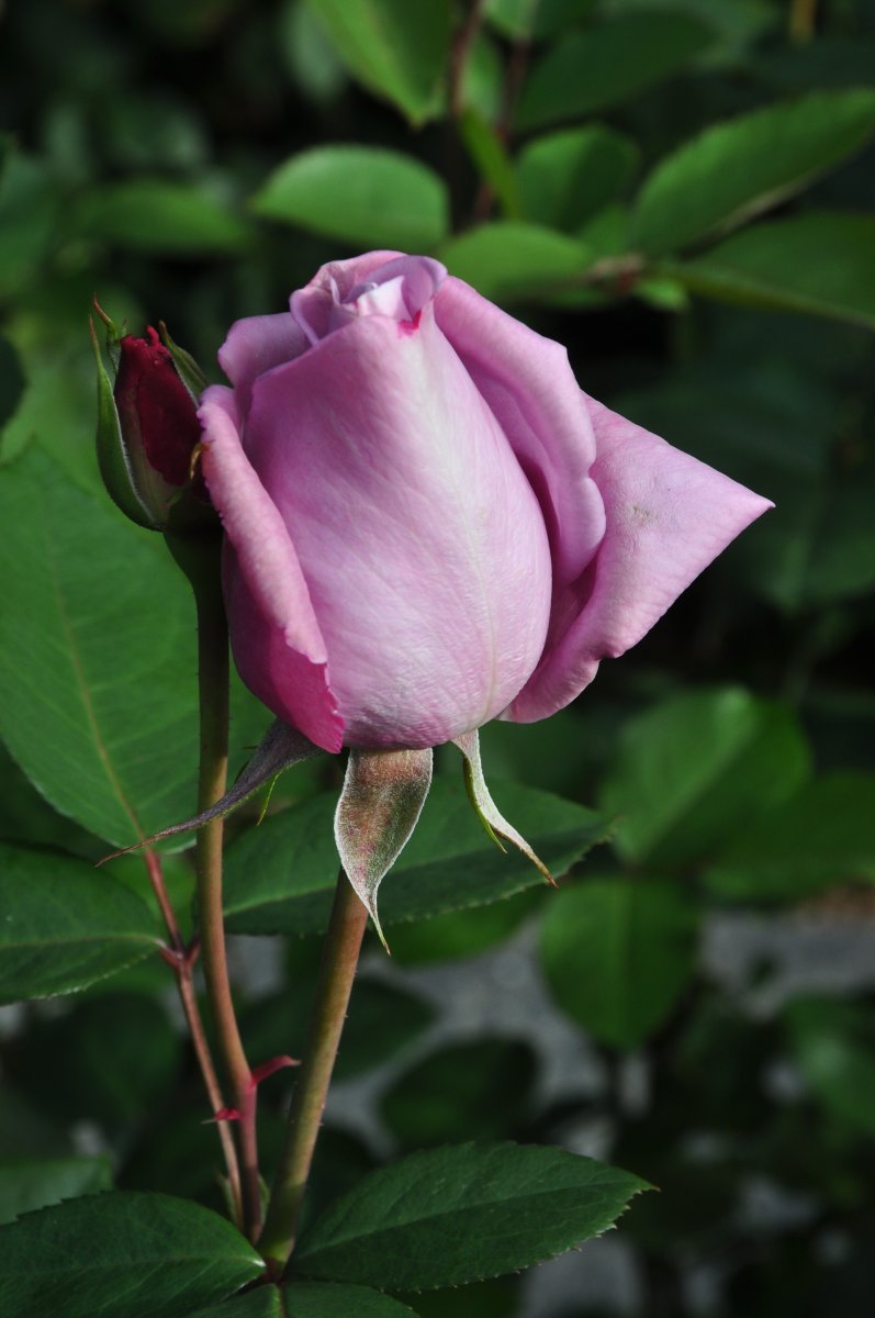 Роза Майнцер Фастнахт чайно-гибридная - фото 3